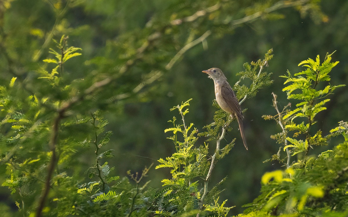 Thick-billed Warbler - ML465019341