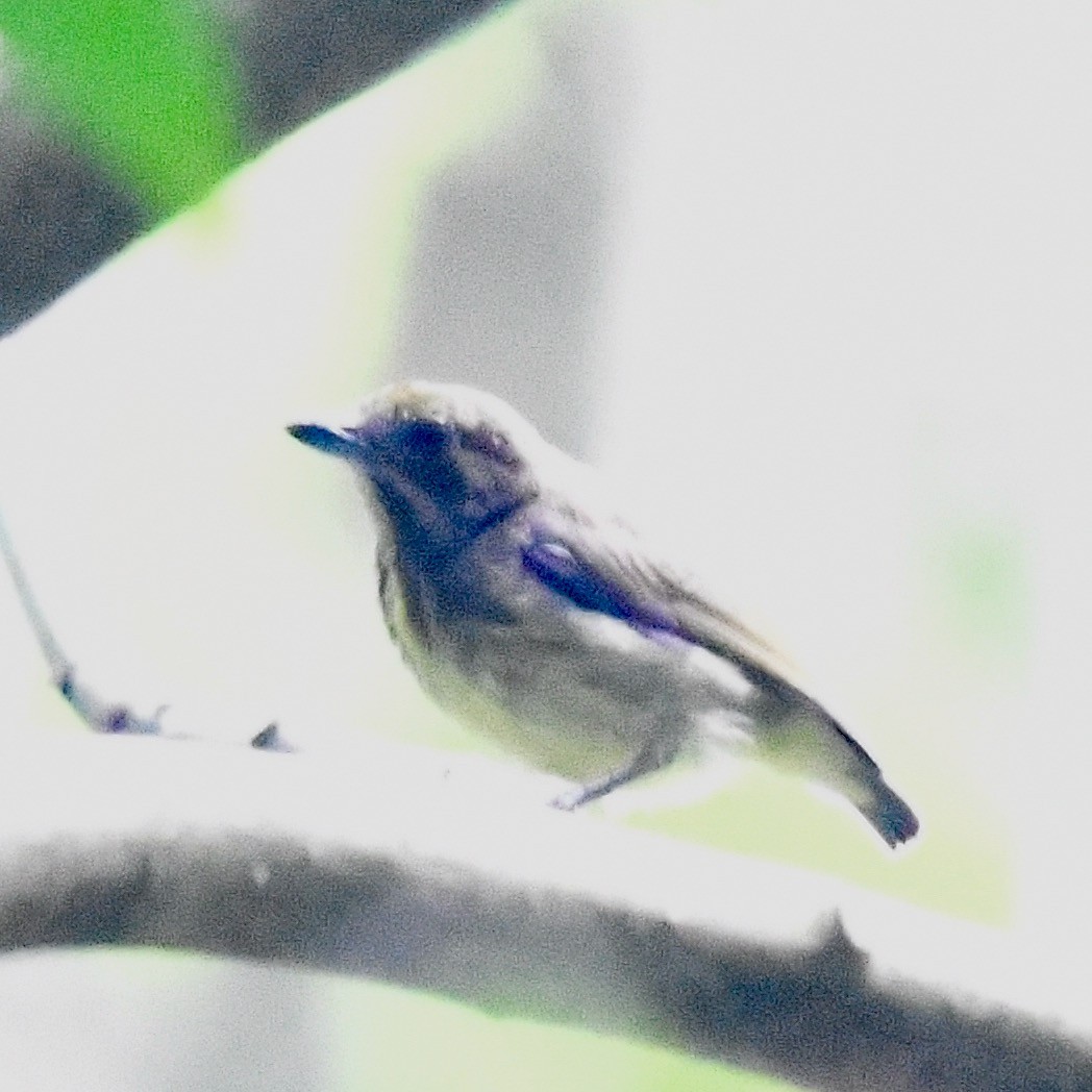 Thick-billed Flowerpecker - marcel finlay