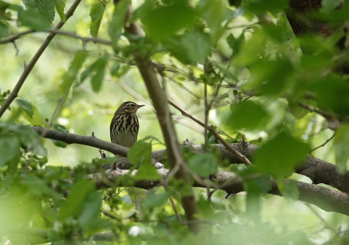 Olive-backed Pipit - ML465019641