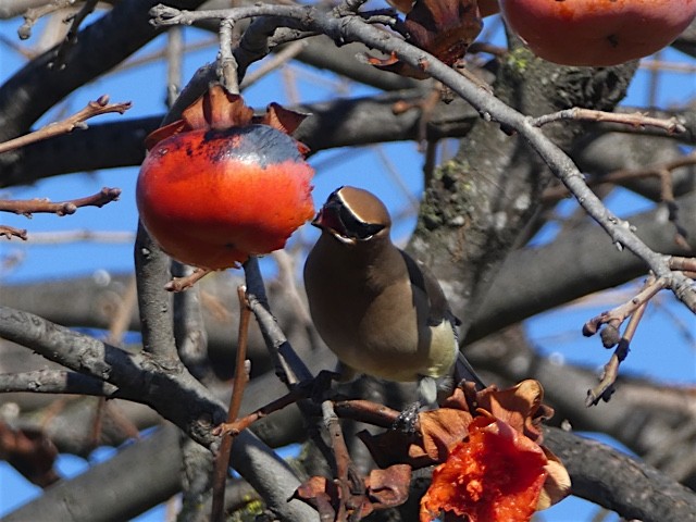 Cedar Waxwing - Debi Shearwater