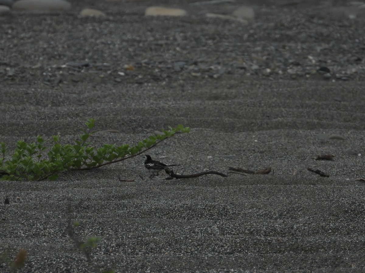 White Wagtail (Chinese) - ML465019881