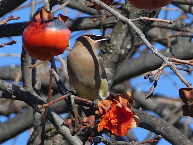 Cedar Waxwing - ML46501991