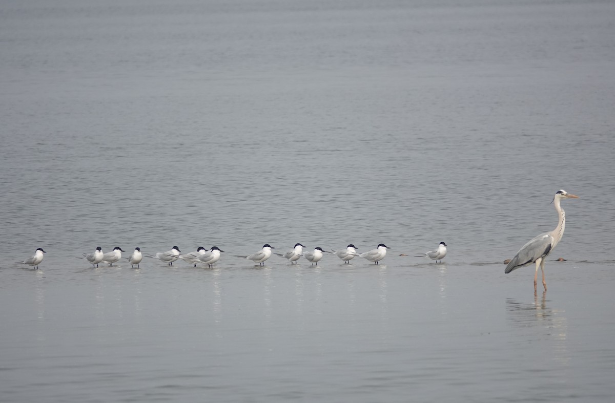 Gull-billed Tern - ML465019941