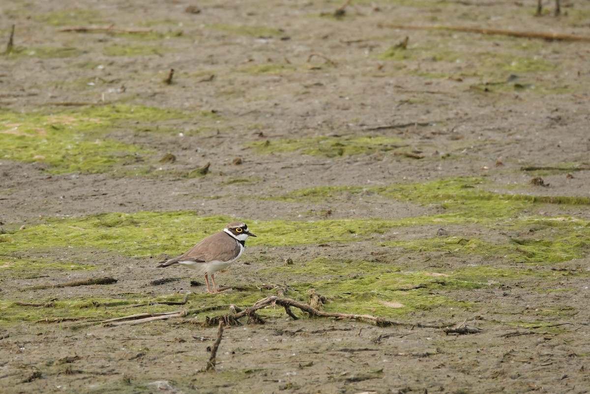 Little Ringed Plover - ML465020161