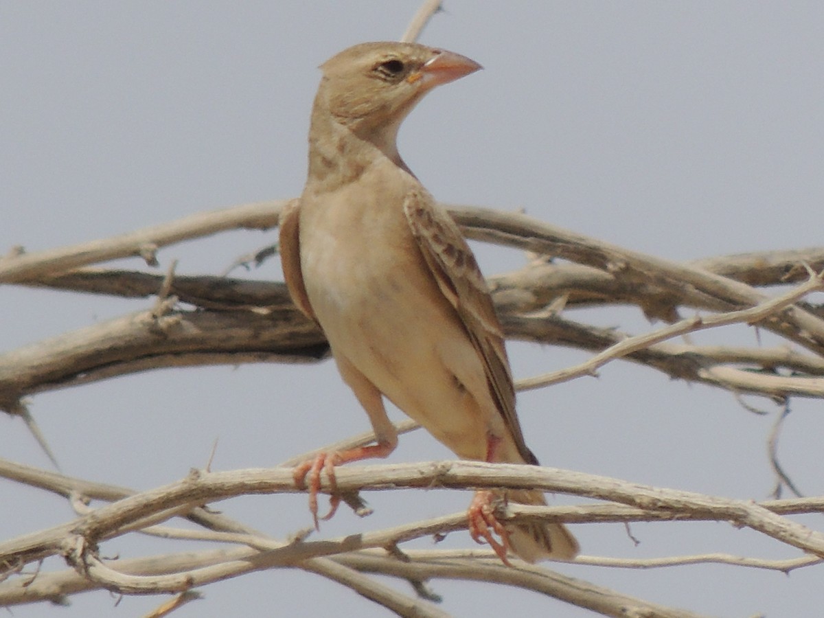 Pale Rockfinch - ML465020471