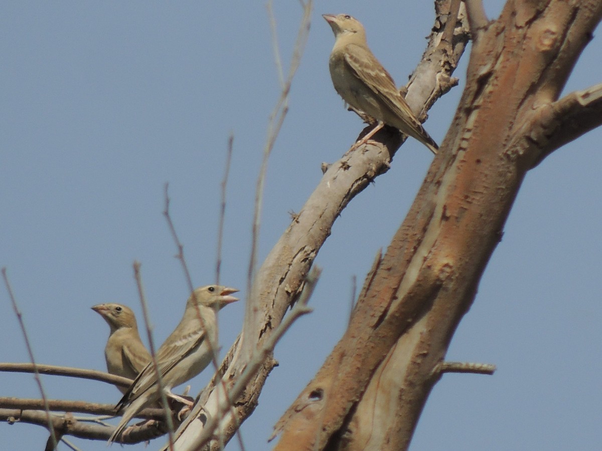 Pale Rockfinch - ML465020481