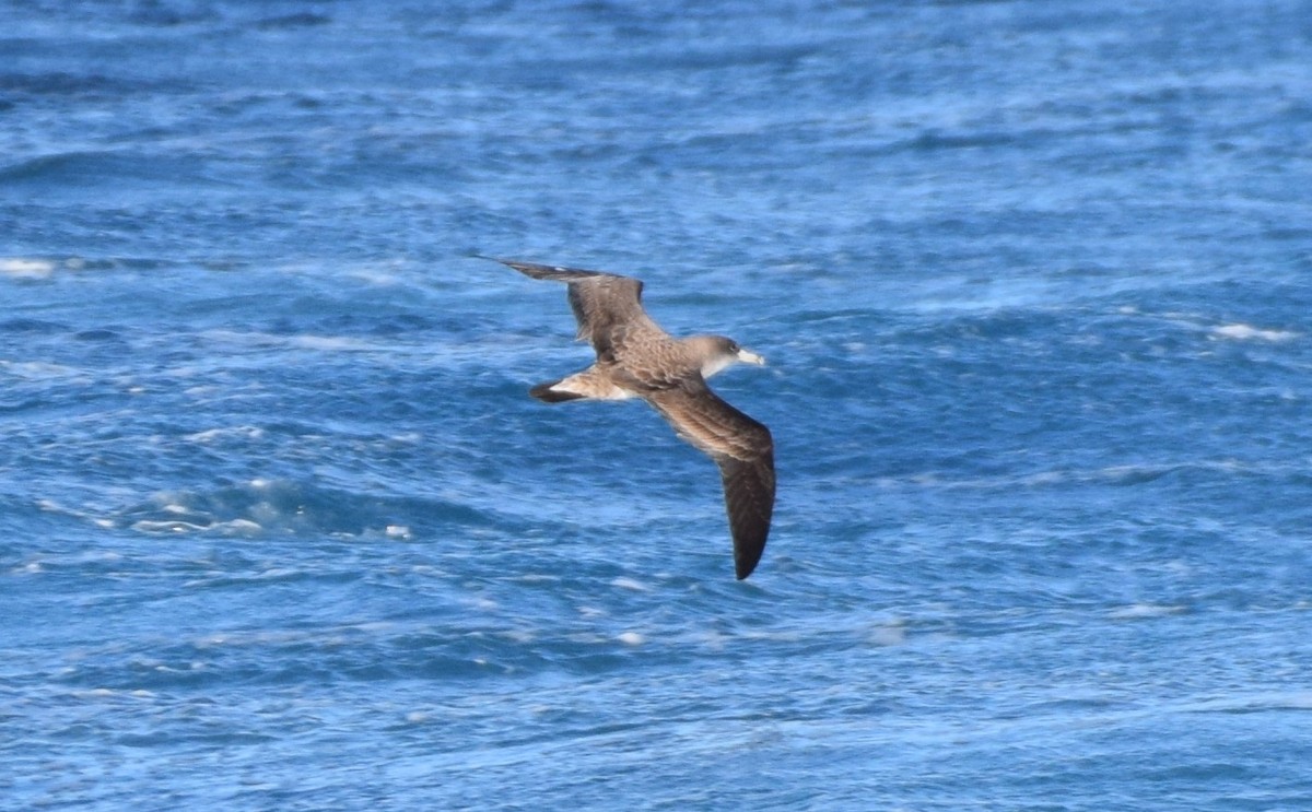 Cory's Shearwater - ML465021141