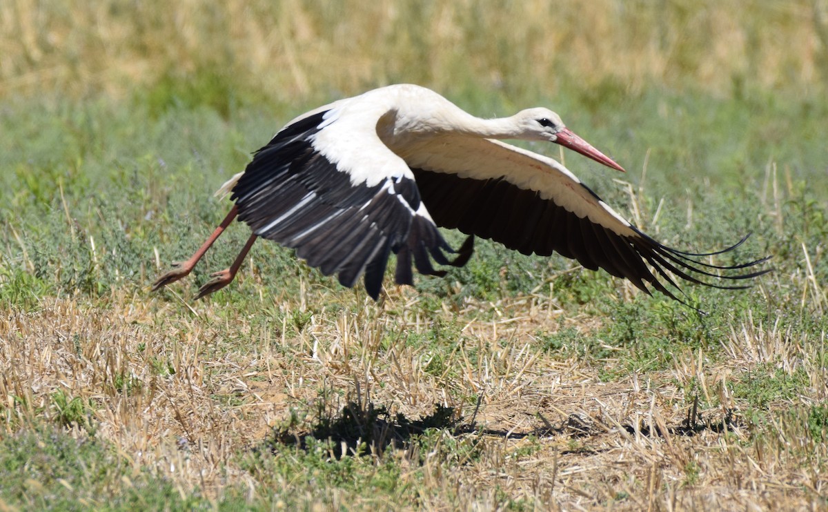 White Stork - ML465021191