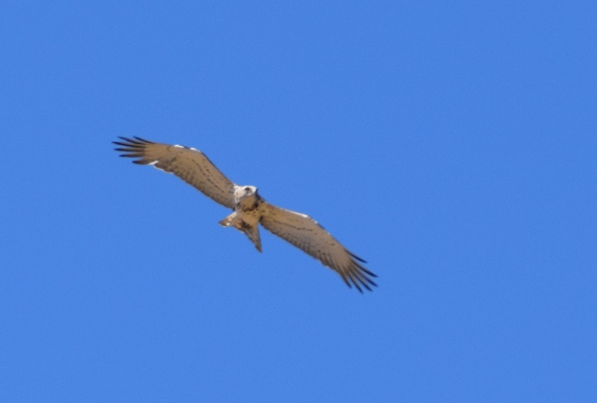 Short-toed Snake-Eagle - ML465021231