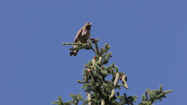 Broad-winged Hawk - ML465021291