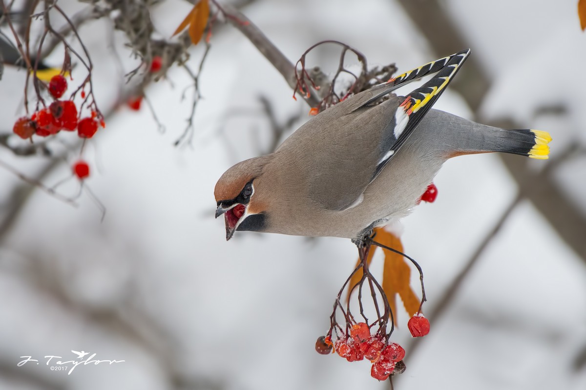Bohemian Waxwing - Jamin Taylor