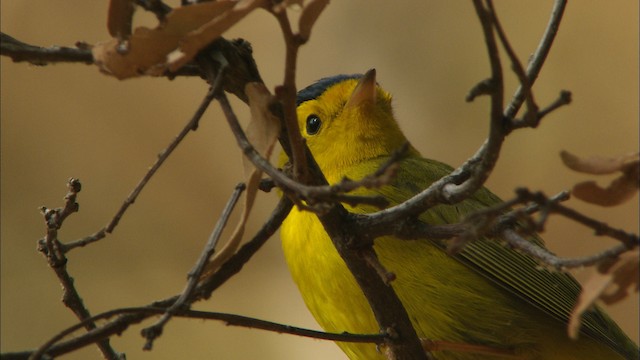 Wilson's Warbler - ML465022