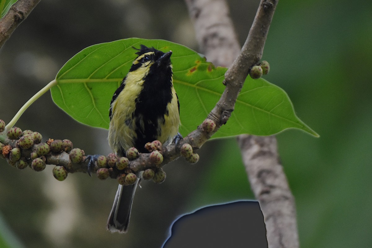 Mésange à joues jaunes - ML465022561