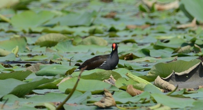 Хажилгат түнжүүр - ML46502281