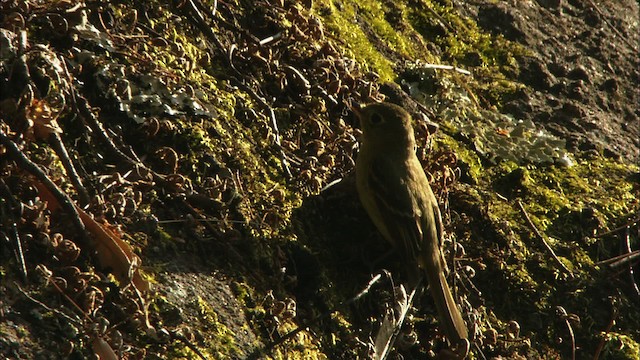 Western Flycatcher (Cordilleran) - ML465023