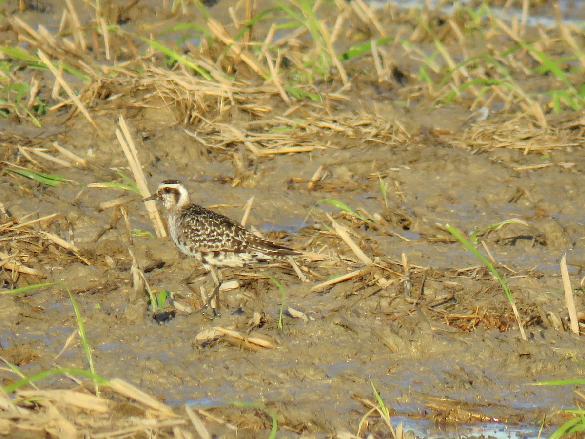 Chorlito Dorado Americano - ML465023391