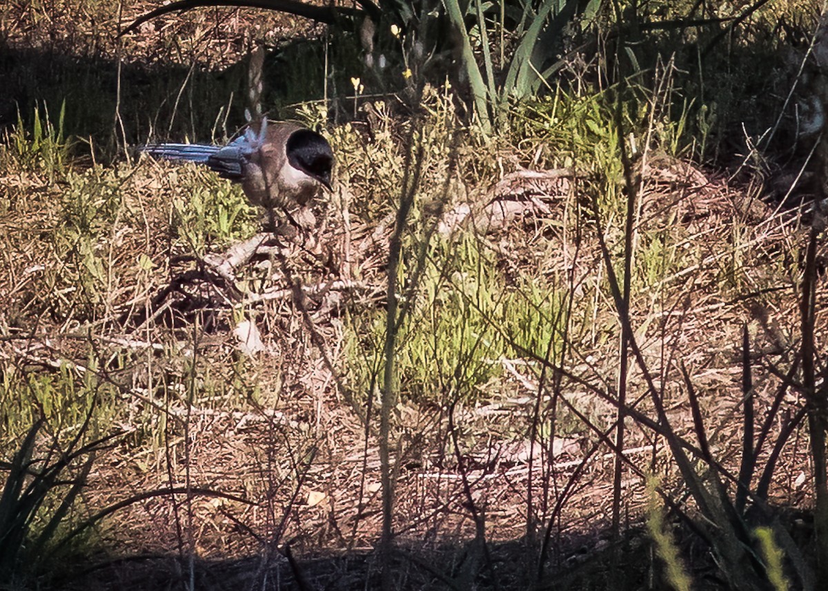 Iberian Magpie - ML465024481