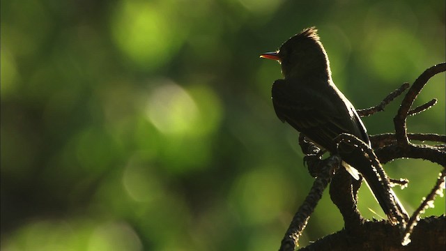 Greater Pewee (Mexican) - ML465025