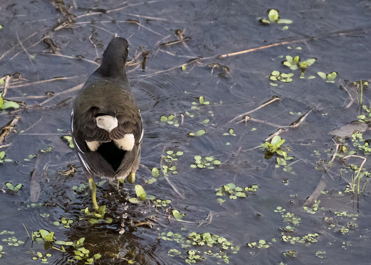 Eurasian Moorhen - Mikko Pyhälä