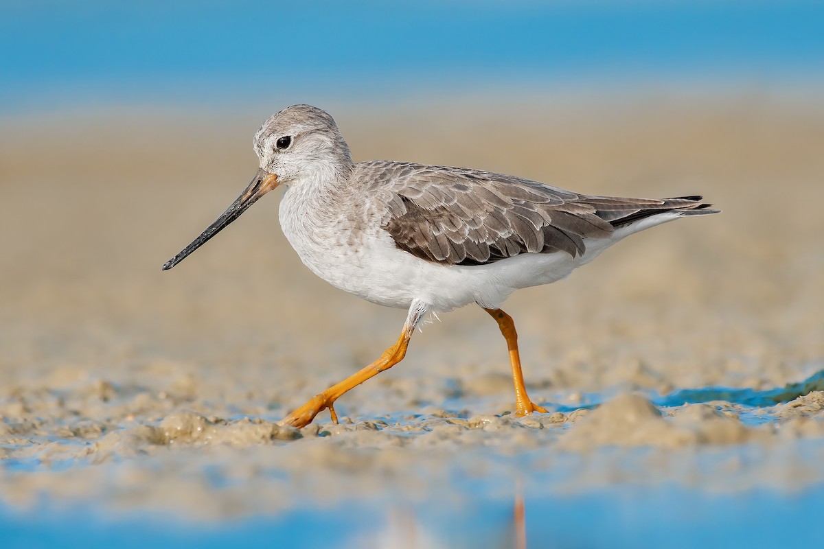 Terek Sandpiper - Natthaphat Chotjuckdikul