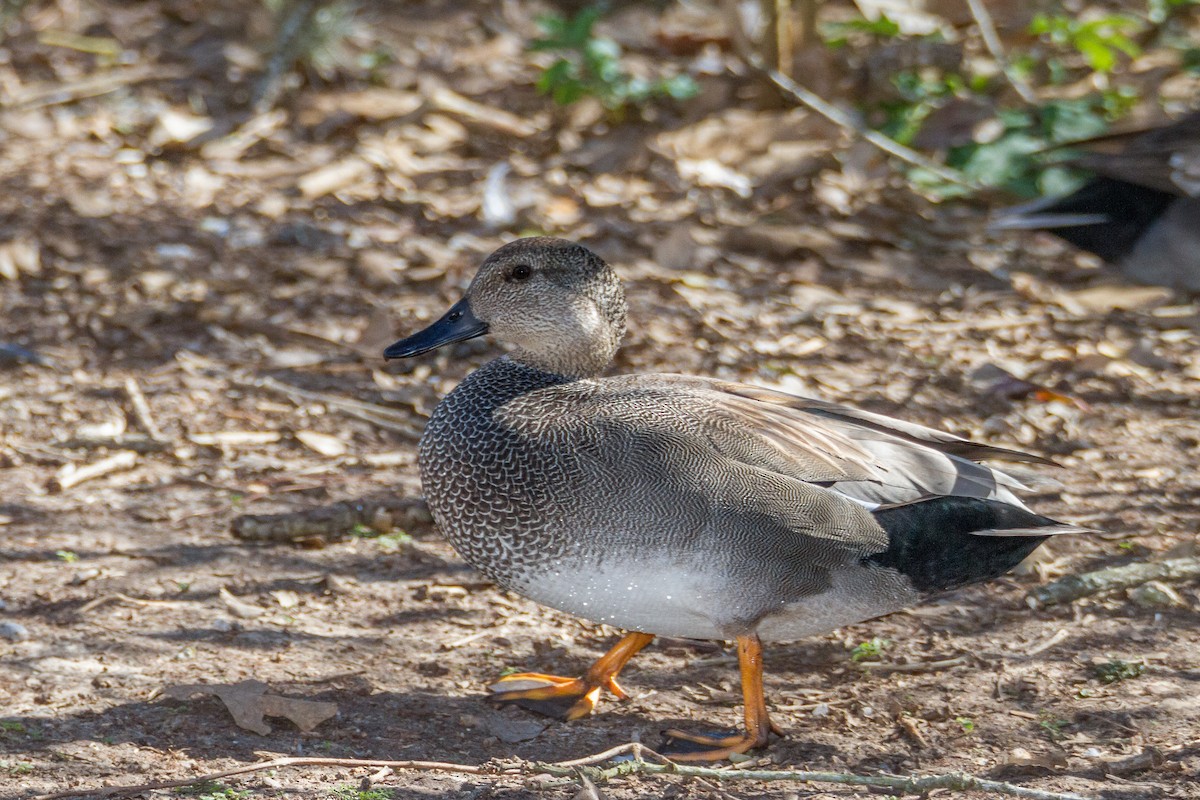 Gadwall - Terry Woodward