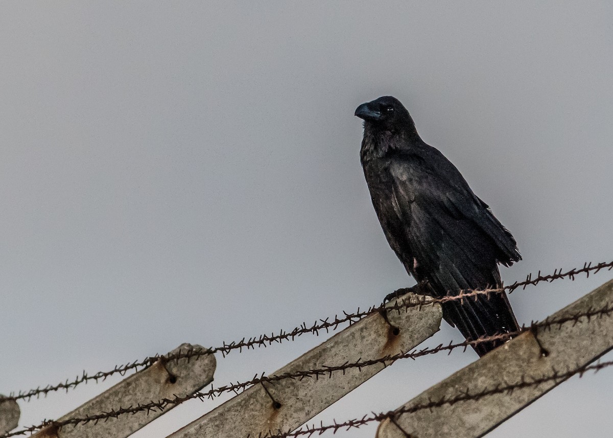 Common Raven - ML465025731