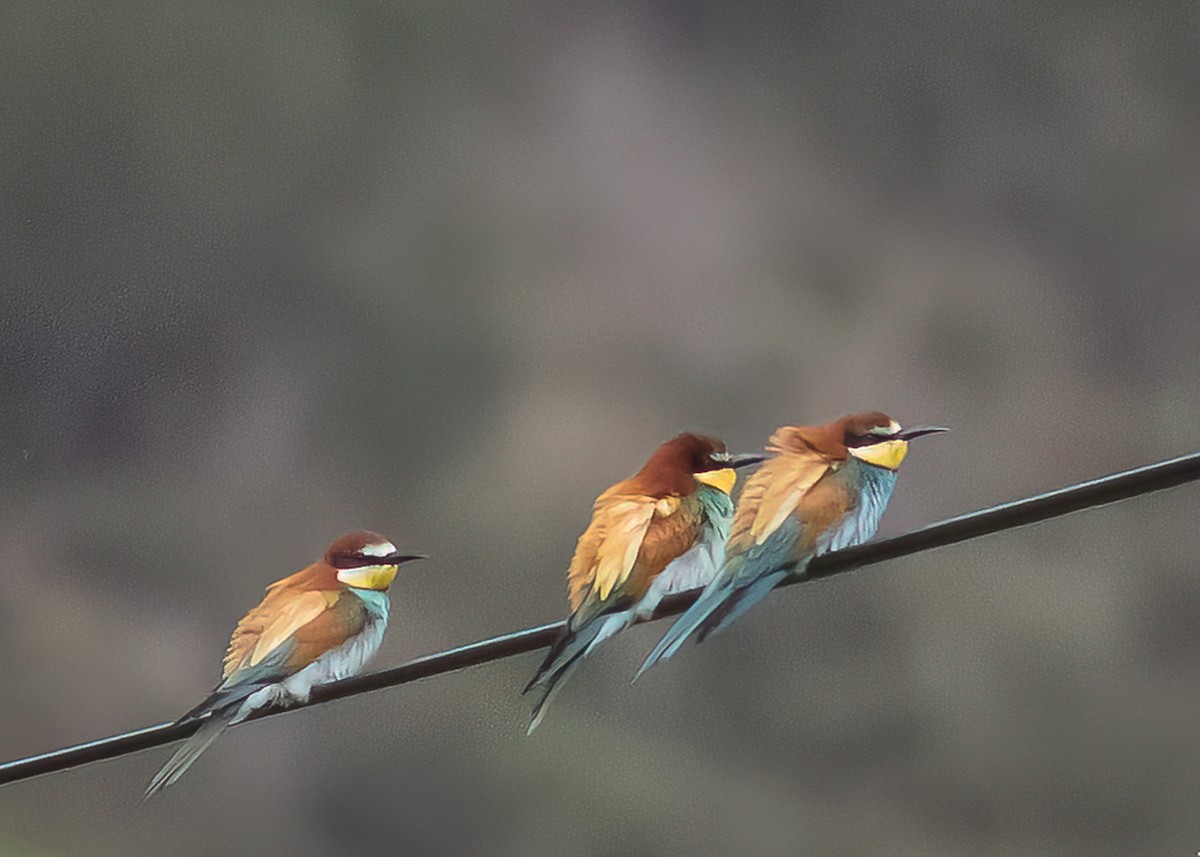 European Bee-eater - ML465026491