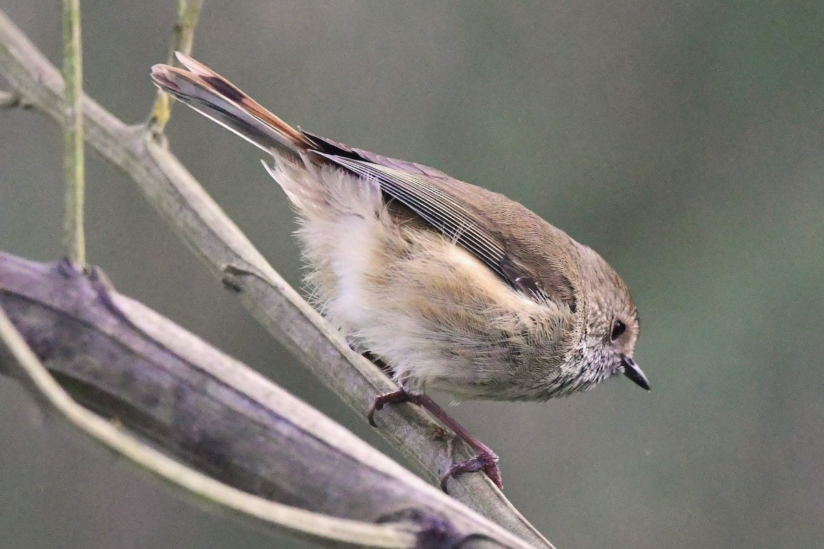 Brown Thornbill - ML465026871