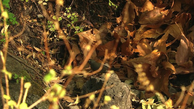 Fan-tailed Warbler - ML465027