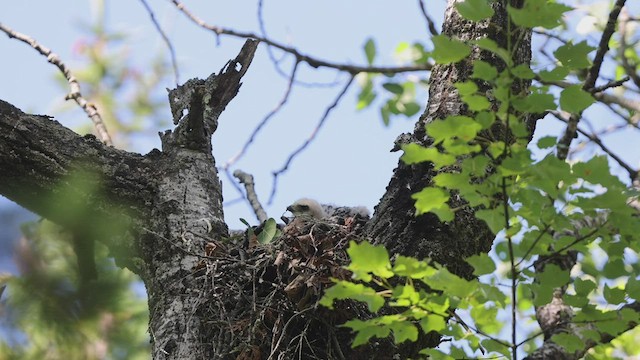 Broad-winged Hawk - ML465027241