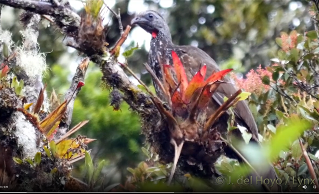 Bearded Guan - ML465027621