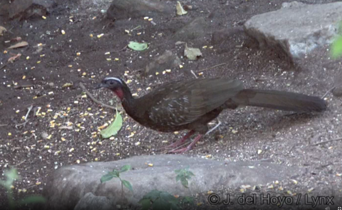 White-browed Guan - Josep del Hoyo