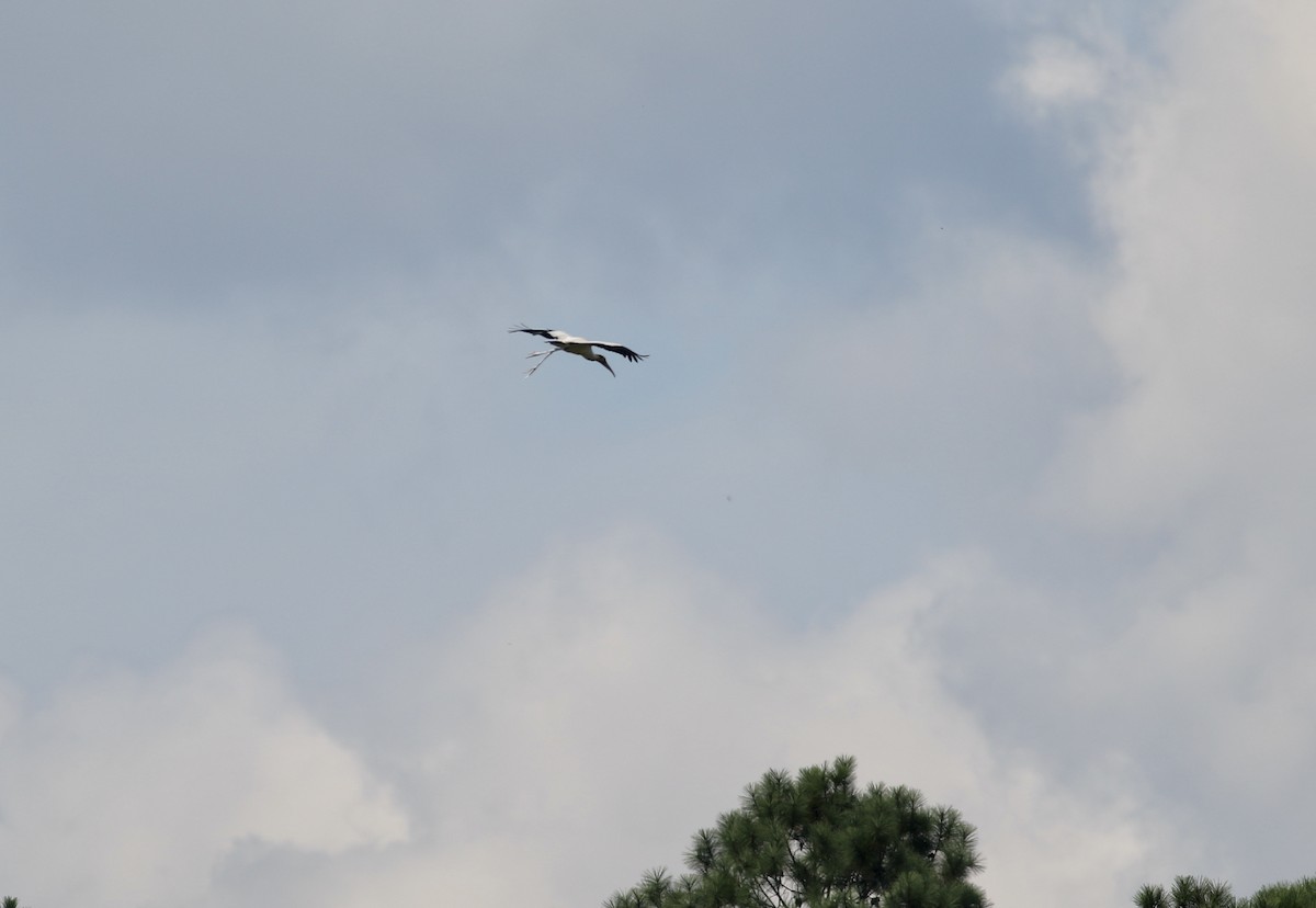 Wood Stork - ML465028311