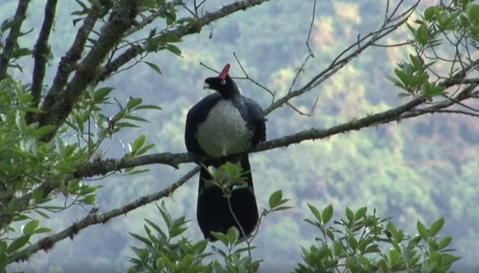 Horned Guan - Josep del Hoyo