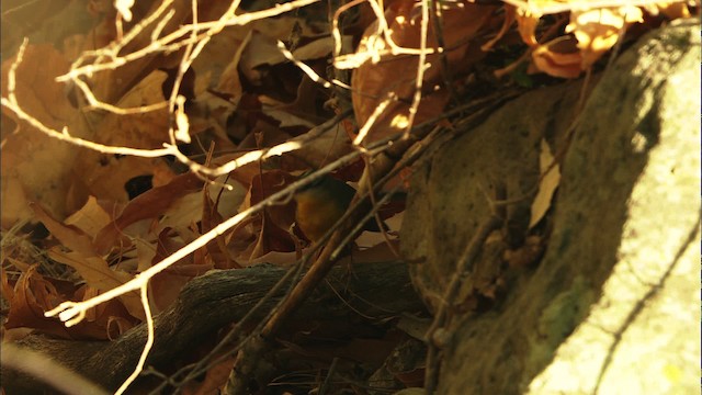 Fan-tailed Warbler - ML465029