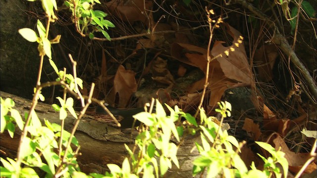 Fan-tailed Warbler - ML465030