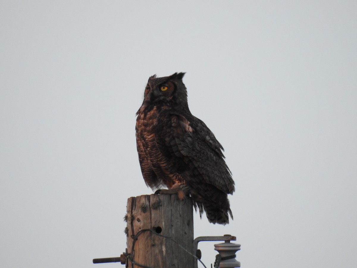 Great Horned Owl - ML46503061