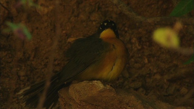 Fan-tailed Warbler - ML465032