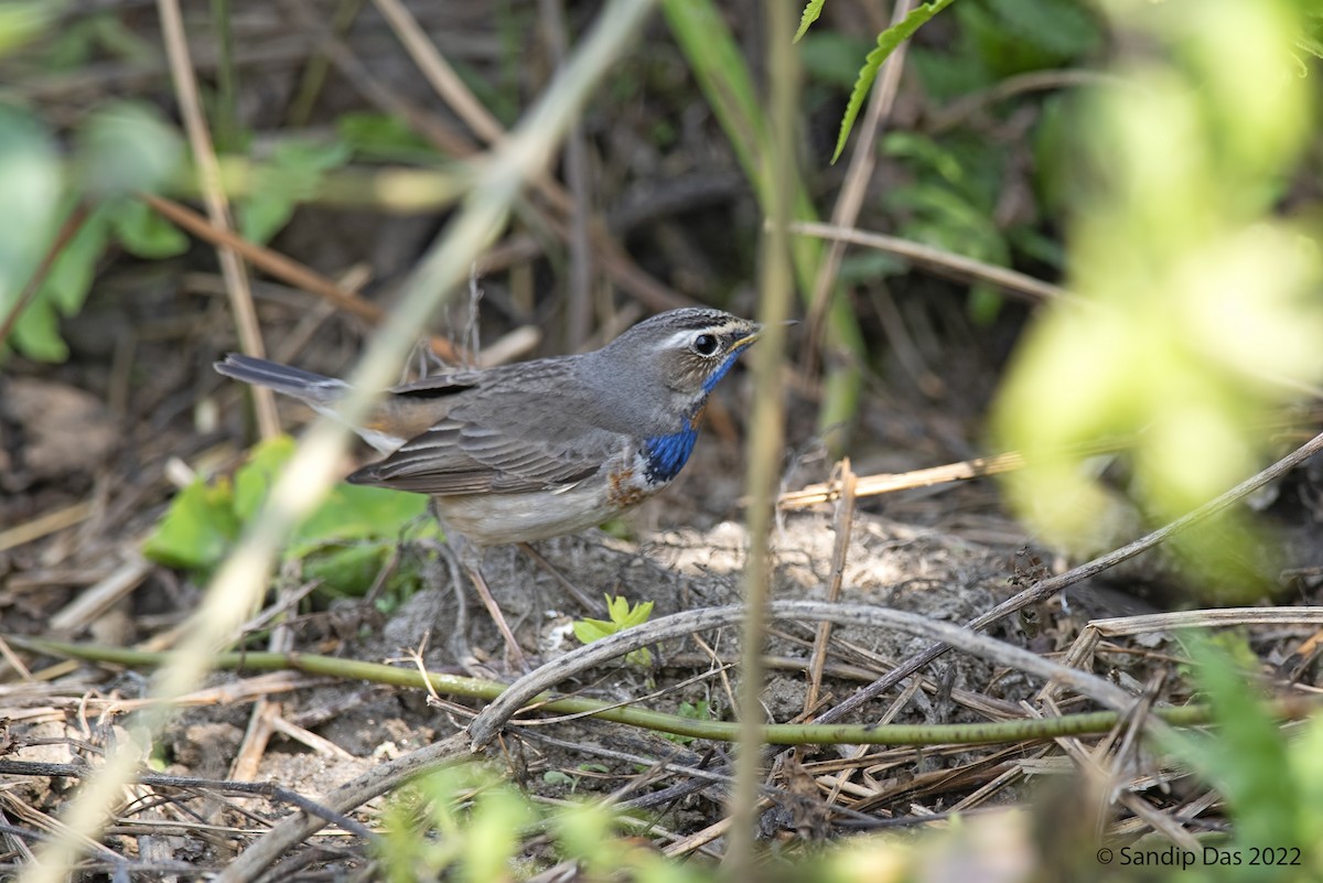 Bluethroat (Red-spotted) - ML465032151