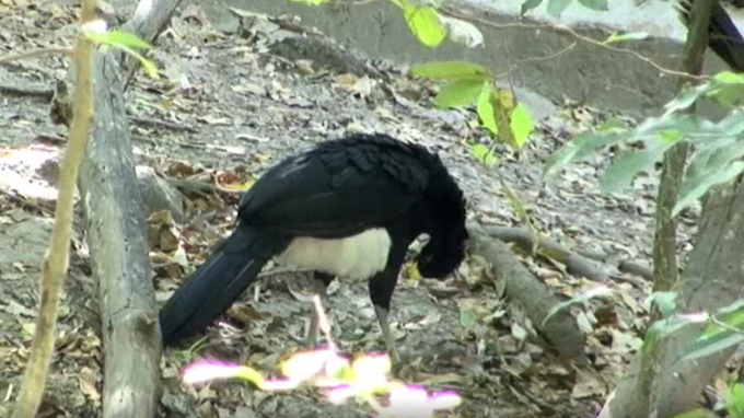 Great Curassow - ML465032491