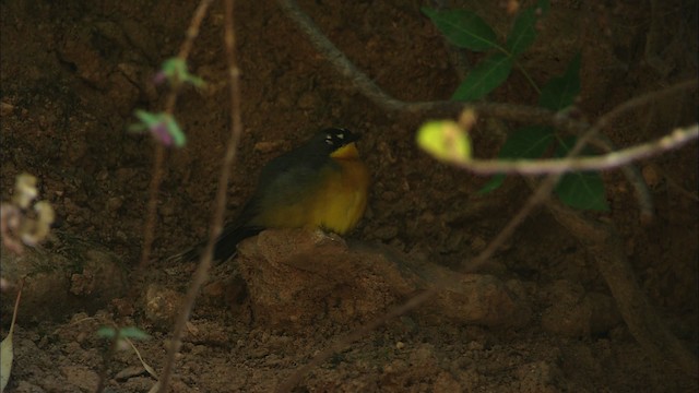 Fan-tailed Warbler - ML465033