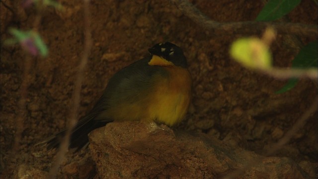 Fan-tailed Warbler - ML465034