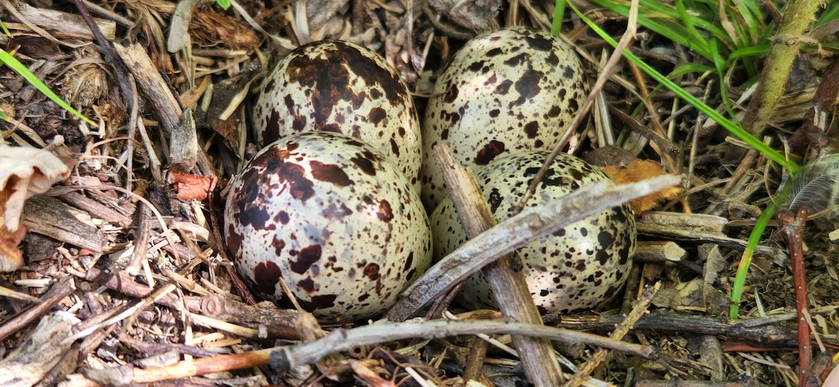 Spotted Sandpiper - ML465034551