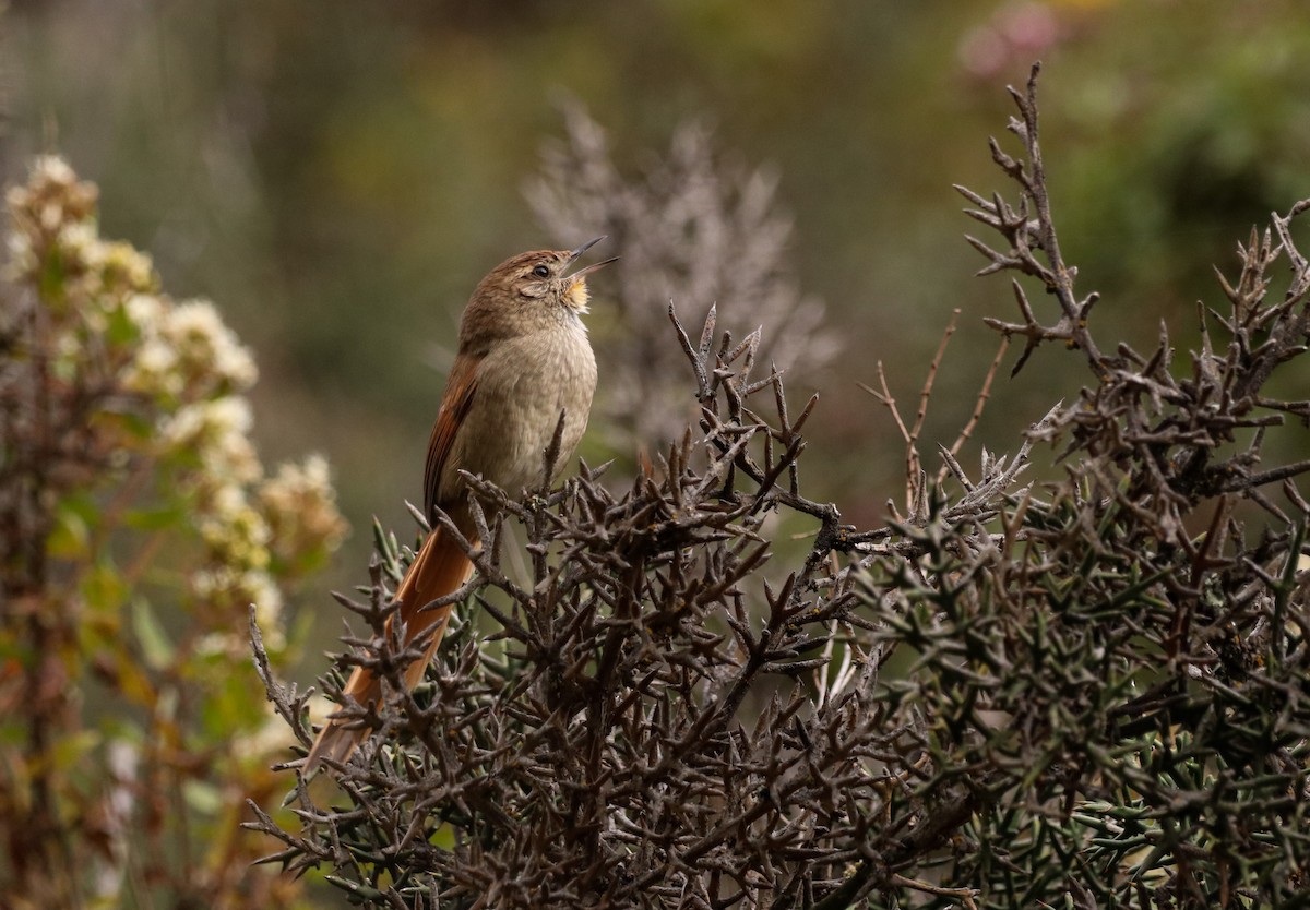 Rusty-fronted Canastero - ML465034941