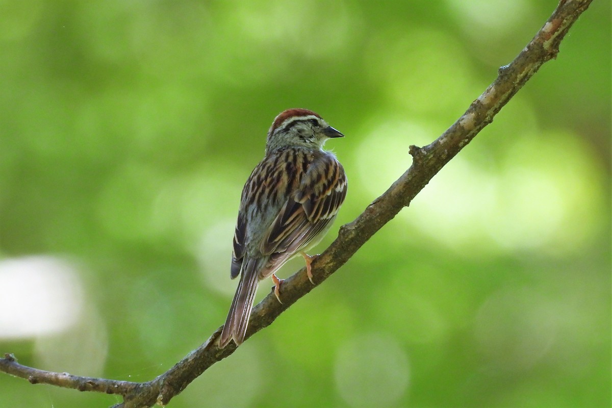 Chipping Sparrow - ML465034951