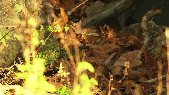 Fan-tailed Warbler - ML465036