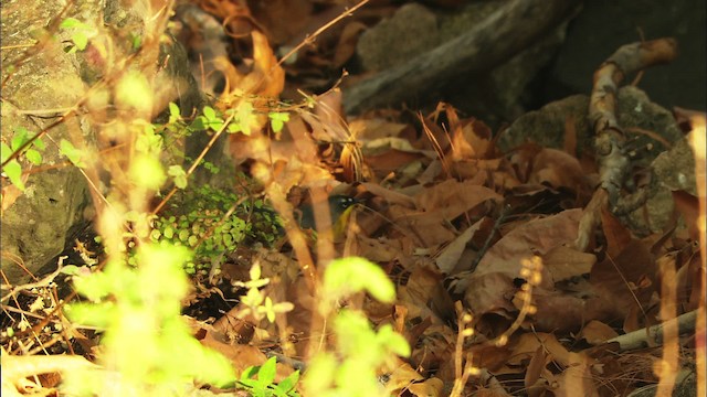 Fan-tailed Warbler - ML465036