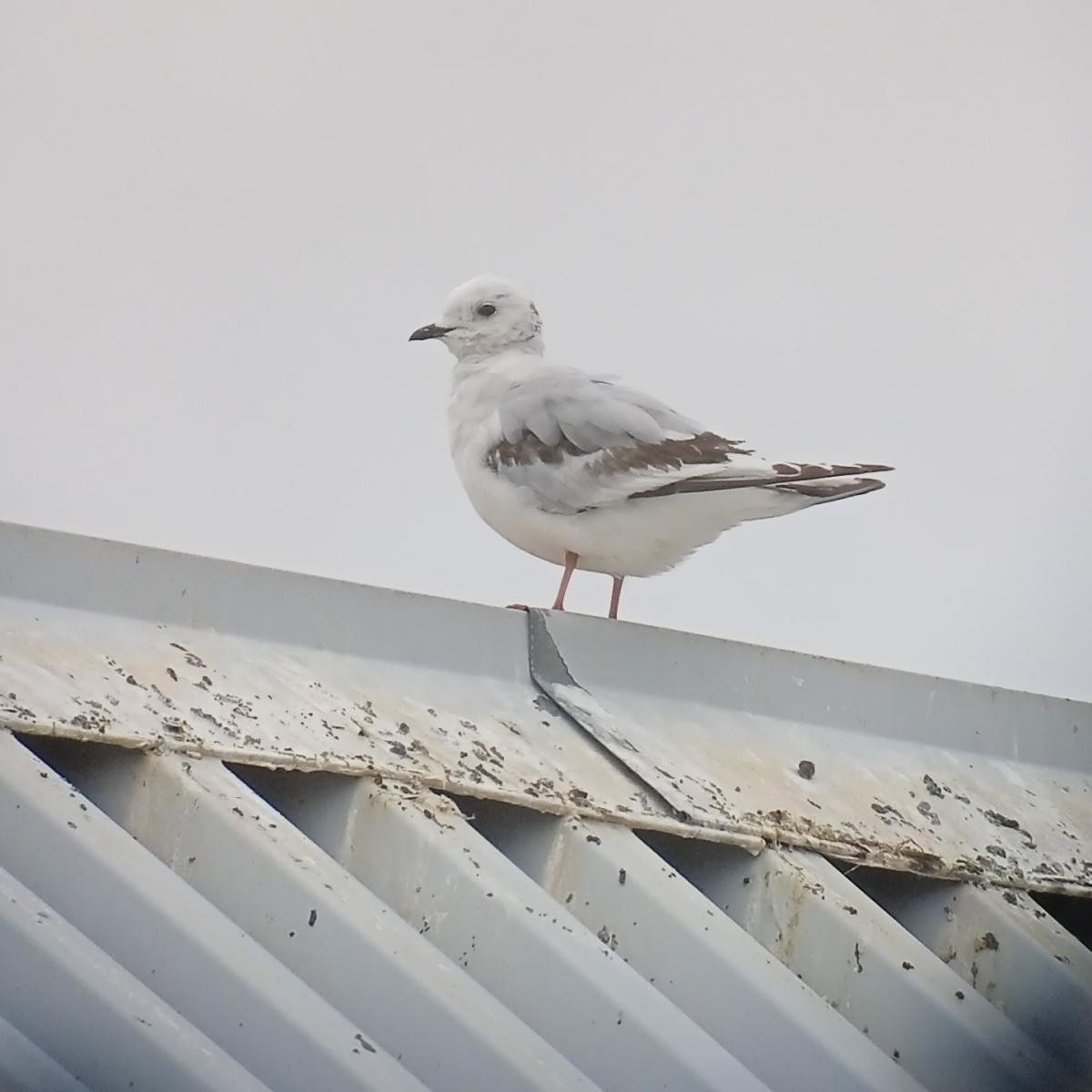 Ross's Gull - ML465037121