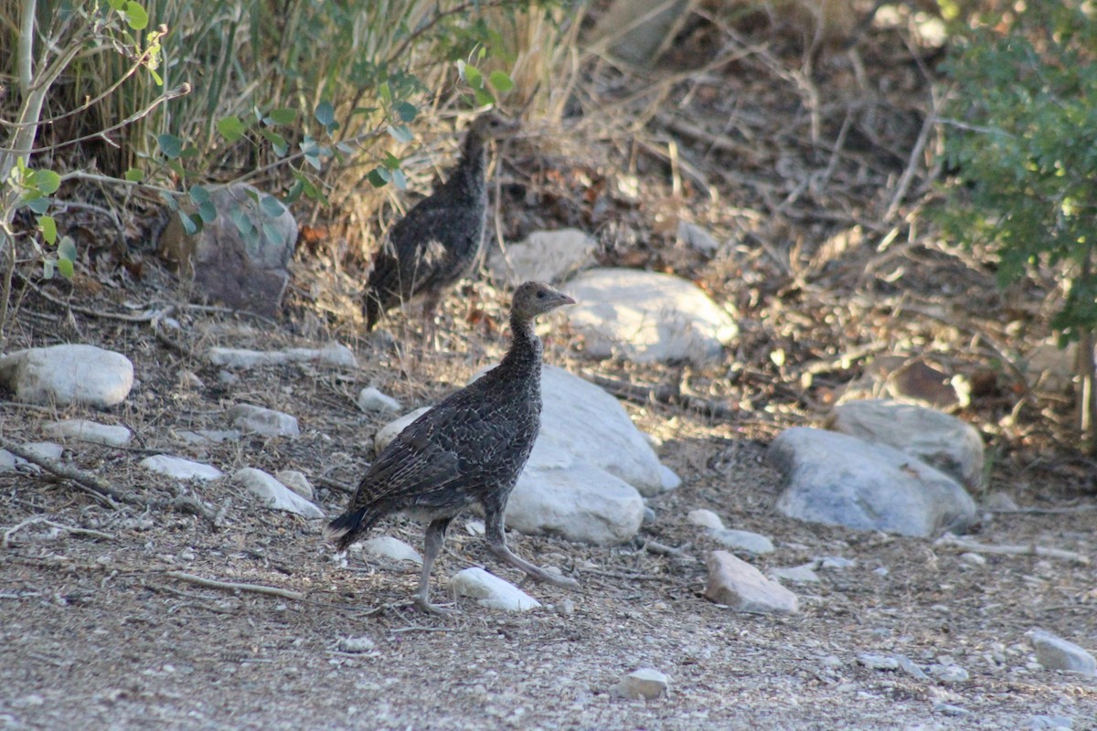Wild Turkey - ML465038601