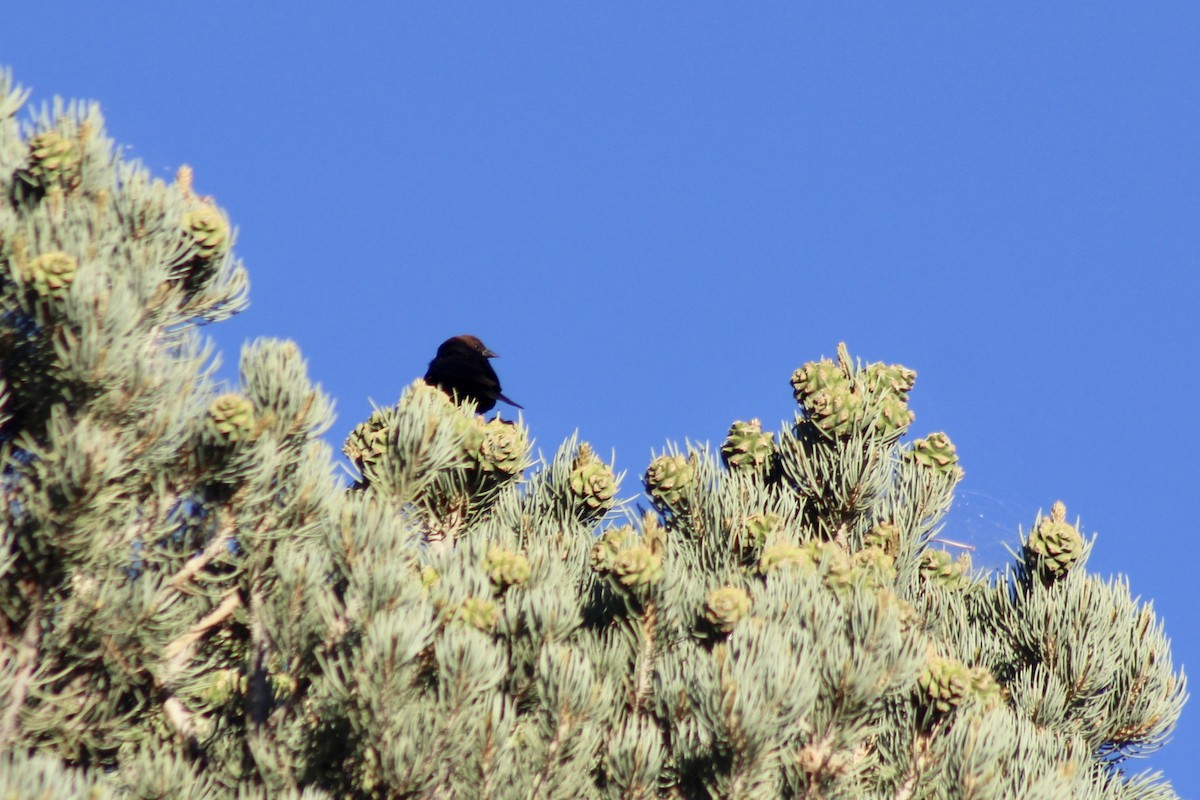 Brown-headed Cowbird - ML465038611